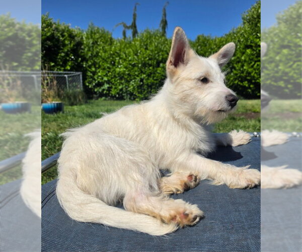 Medium Photo #1 Mutt Puppy For Sale in Olalla, WA, USA
