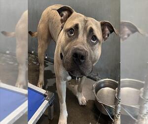 Black Mouth Cur-Unknown Mix Dogs for adoption in Tavares, FL, USA