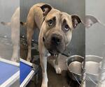 Small Black Mouth Cur Mix