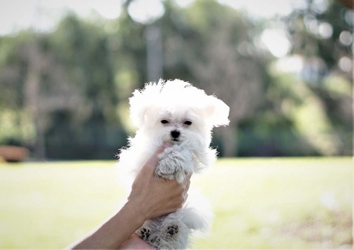Medium Photo #1 Maltese Puppy For Sale in FULLERTON, CA, USA