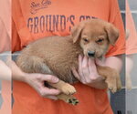 Small #1 Golden Shepherd
