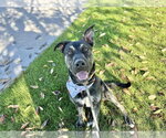 Small #1 Australian Kelpie-Holland Shepherd Mix
