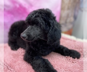 Poodle (Standard) Puppy for sale in ADAMSVILLE, TN, USA