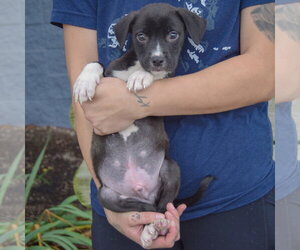 Ethan - Male American Staffordshire Terrier-Border Collie Mix Dog for Adoption - Photo #3