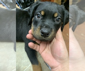 Rottweiler Puppy for sale in RACINE, WI, USA