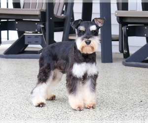 Father of the Schnauzer (Miniature) puppies born on 06/11/2025