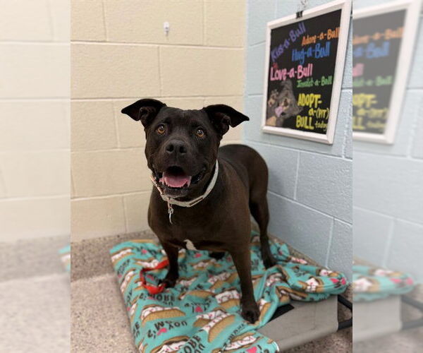 Medium Photo #1 Mutt Puppy For Sale in Brighton, CO, USA