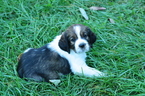 Small Photo #1 English Springer Spaniel Puppy For Sale in YORK, PA, USA