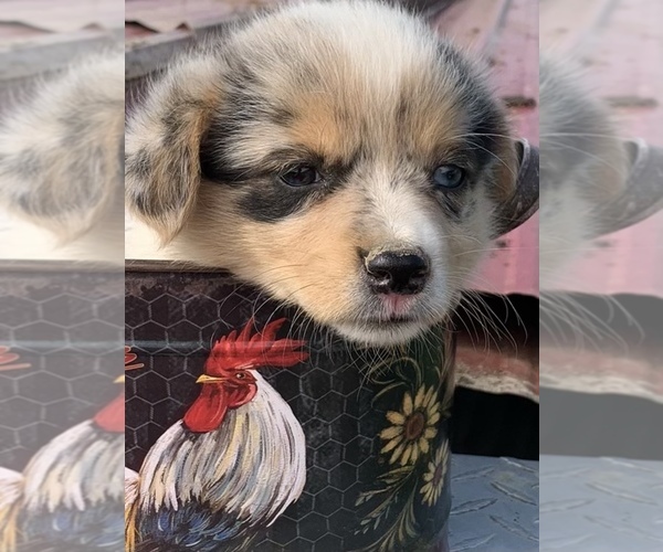 Medium Photo #1 Australian Shepherd-Pembroke Welsh Corgi Mix Puppy For Sale in SUMMERSVILLE, KY, USA