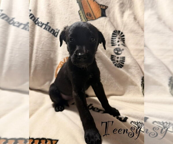 Medium Photo #1 Golden Retriever-Unknown Mix Puppy For Sale in Springdale, PA, USA