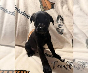 Golden Retriever-Unknown Mix Dogs for adoption in Springdale, PA, USA