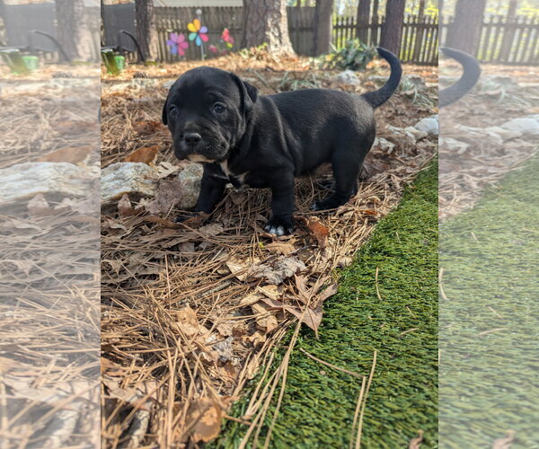 Medium Photo #2 Labrador Retriever-Unknown Mix Puppy For Sale in Holly Springs, NC, USA