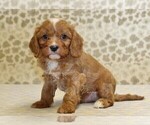 Small #3 Cavapoo