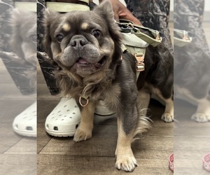 Father of the French Bulldog puppies born on 02/06/2026