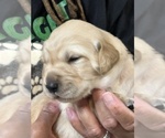 Small Photo #17 Golden Retriever Puppy For Sale in BRANDON, FL, USA