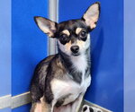 Small Photo #2 Chihuahua Puppy For Sale in Walnutport, PA, USA