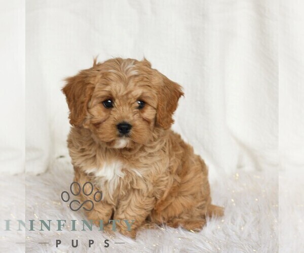 Medium Photo #1 Cavapoo (Miniature) Puppy For Sale in NARVON, PA, USA