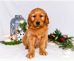 Puppy Rudolf Golden Retriever