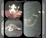 Small Photo #12 Siberian Husky Puppy For Sale in BLOOMFIELD, IN, USA