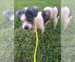 Small #11 Poodle (Miniature) Mix