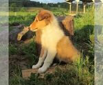 Small #1 Collie