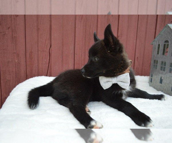 Medium Photo #3 Pomsky Puppy For Sale in HONEY BROOK, PA, USA