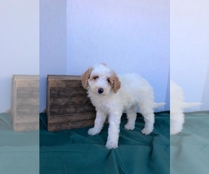 Goldendoodle (Miniature) Puppy for sale in LANCASTER, PA, USA