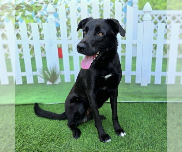 Medium Photo #1 Labrador Retriever Puppy For Sale in Long Beach, CA, USA