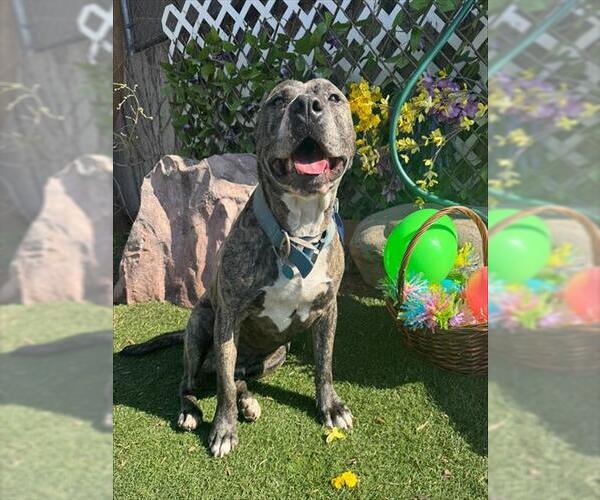 Medium Photo #1 American Staffordshire Terrier-Unknown Mix Puppy For Sale in Oklahoma City, OK, USA
