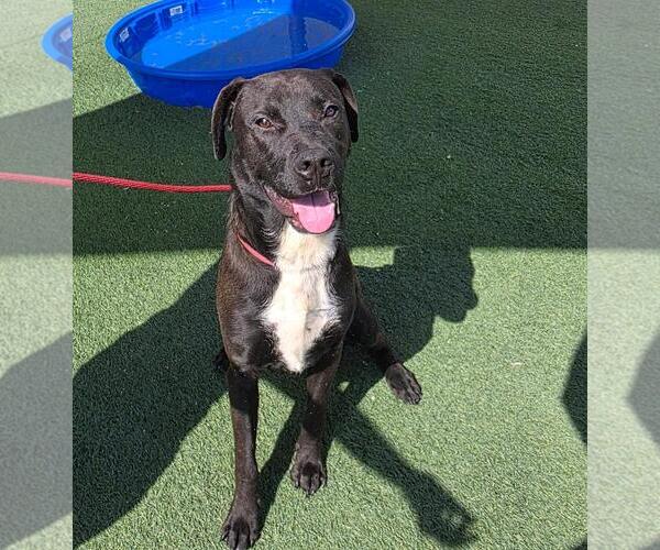 Medium Photo #11 Labrador Retriever-Unknown Mix Puppy For Sale in Rockwall, TX, USA