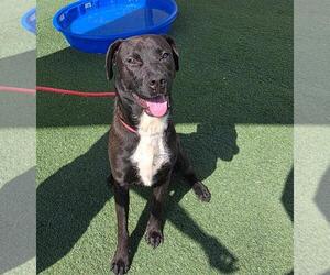 Mercury- $75 Adoption Fee! Diamond Dog! - Male Labrador Retriever-Unknown Mix Dog for Adoption - Photo #11