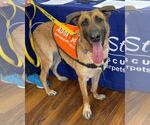 Small #5 German Shepherd Dog Mix