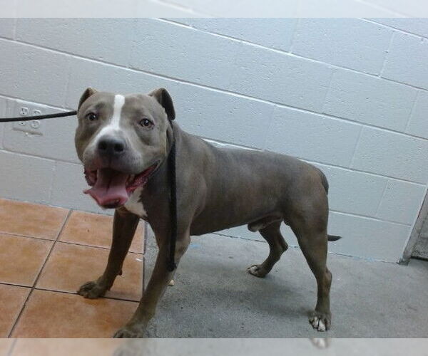 Medium Photo #1 American Pit Bull Terrier Puppy For Sale in Downey, CA, USA