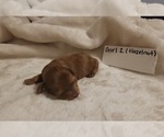 Puppy Female 2 Hazeln Dachshund