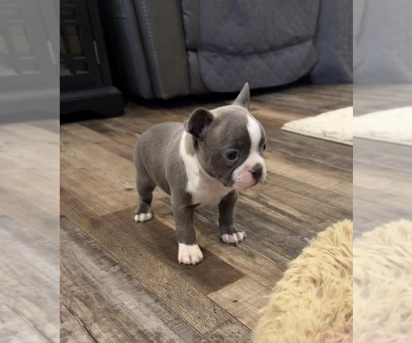 Medium Photo #5 Boston Terrier Puppy For Sale in FREDONIA, KS, USA