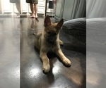 Small Photo #43 German Shepherd Dog Puppy For Sale in ROSHARON, TX, USA