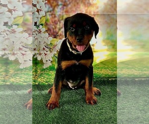 Rottweiler Puppy for sale in SPANAWAY, WA, USA