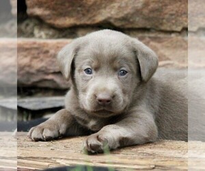 Labrador Retriever Puppy for sale in DANVILLE, PA, USA