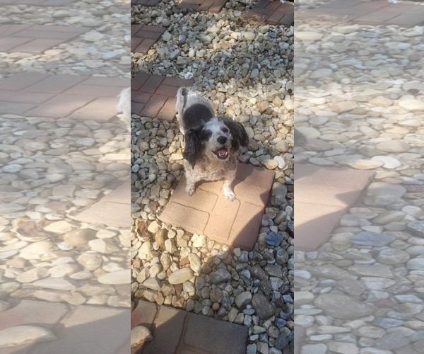 Medium Photo #2 Poodle (Miniature) Puppy For Sale in Thomasville, NC, USA