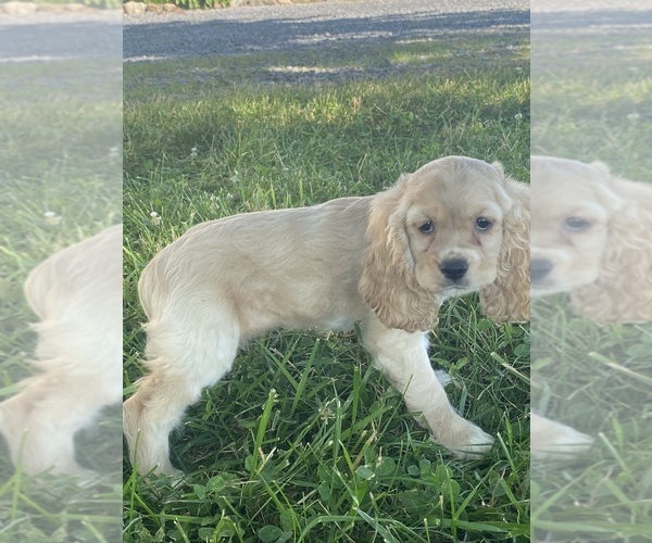 Medium Photo #2 Cocker Spaniel Puppy For Sale in CANOGA, NY, USA