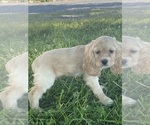 Small #1 Cocker Spaniel