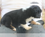 Small Photo #2 Miniature Australian Shepherd Puppy For Sale in LEXINGTON, AL, USA