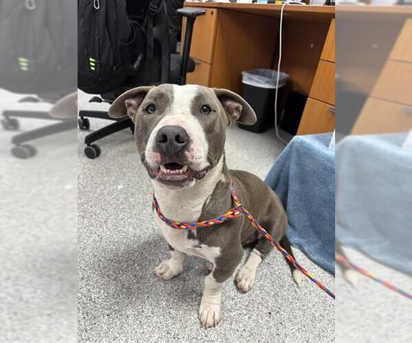 Medium Photo #1 American Pit Bull Terrier-Unknown Mix Puppy For Sale in Pasadena, TX, USA