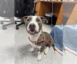 Small American Pit Bull Terrier Mix