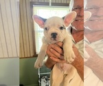 Small #17 French Bulldog