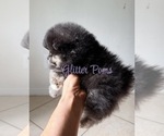 Small #1 Pomeranian