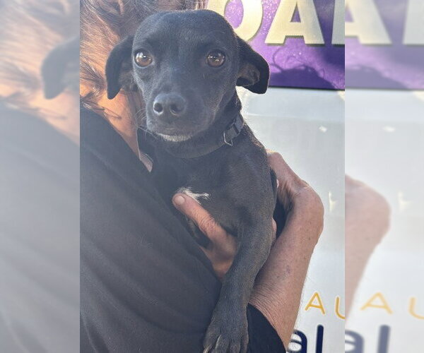 Medium Photo #1 Chihuahua-Unknown Mix Puppy For Sale in Modesto, CA, USA