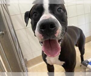 American Staffordshire Terrier Dogs for adoption in Derwood, MD, USA