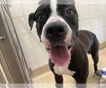 Small American Staffordshire Terrier