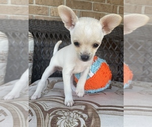 Chihuahua Puppy for sale in SOUTH POINT, OH, USA